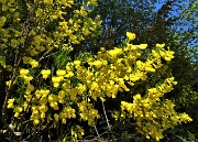 97 Ed in chiusura  bei fiori gialli di Ginestra